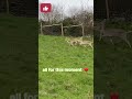 Our fallow deer are finally here! #fallowdeer #farmlife