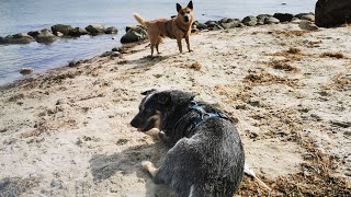 103 Australian Cattle Dogs  Show Off Their Skills?