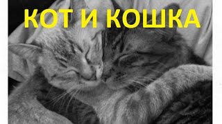 Кот вылизывает кошку