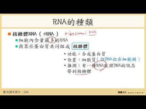 108選生一 4-2基因的表現_1各種RNA的功能