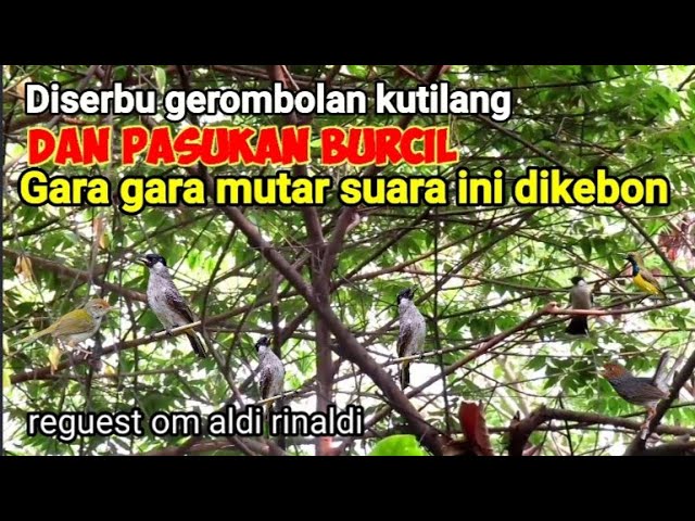 Suara Kutilang Betina Pikat Terancam Kombinasi Suara Prenjak Lumut Terancam class=