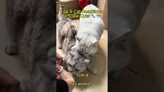 Celebrity Top 5 Cat Reactions to Claw Cuts 🐾✂️ (They Weren’t Having It!) Wealth