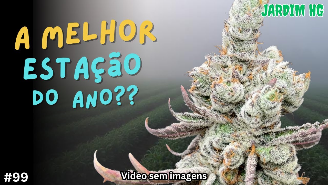 Cannabis no Inverno: O Que o Frio Faz com Suas Plantas?