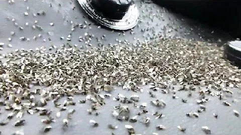 ГНУС настоящий болотный