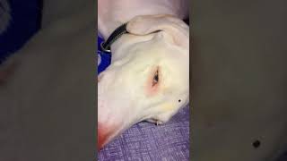 only sleeping 😴😔😴😴#charlieputh #love #ptype #charliekirk #viral
