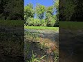 Uwharrie River Peace ASMR @discoveruwharrie #uwharrie #uwharrieriver #ASMR #watersounds #URE #river