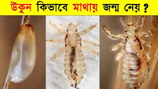 মাথায় উকুন কিভাবে আসে? উকুনের জীবনচক্র? || Life cycle and everything in detail