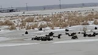 Arkansas Duck Hunting Lease - HLRBO