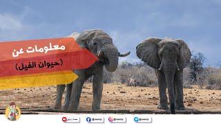 معلومات عن حيوان الفيل للأطفال من منصة راويتي