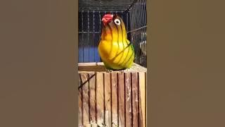 Waow Lovebird Biang Kerok seharga 600jt Bikin Geger Medsos