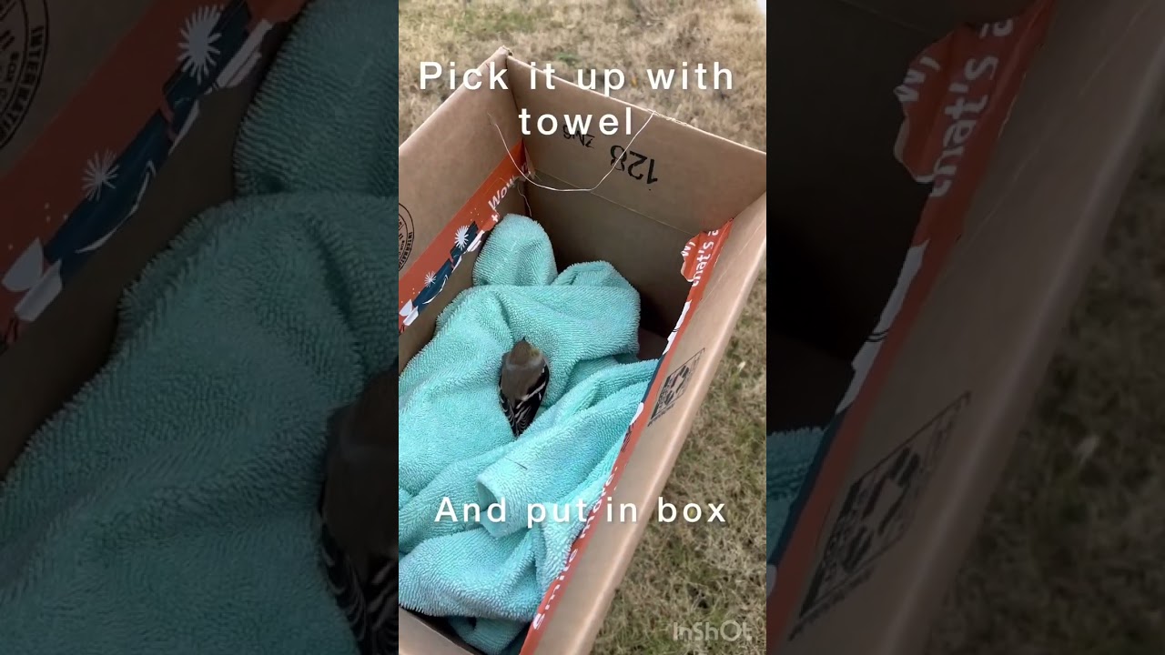 Find Stunned Birds In Yard… What To Do Next?!? 