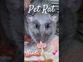 Pet Rat Noodle Time! #animals #pets #rat #petlover #cute