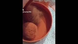 Gidar Singi Ke Bare Molomat 2022