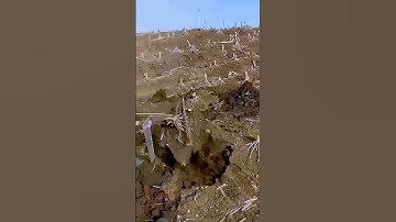 uprooting the corn stalk artifact; Good tools and machinery can improve work efficiency