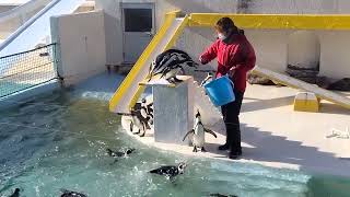 エサが変わって珍しく言うことを聞くペンギンショー/おたる水族館