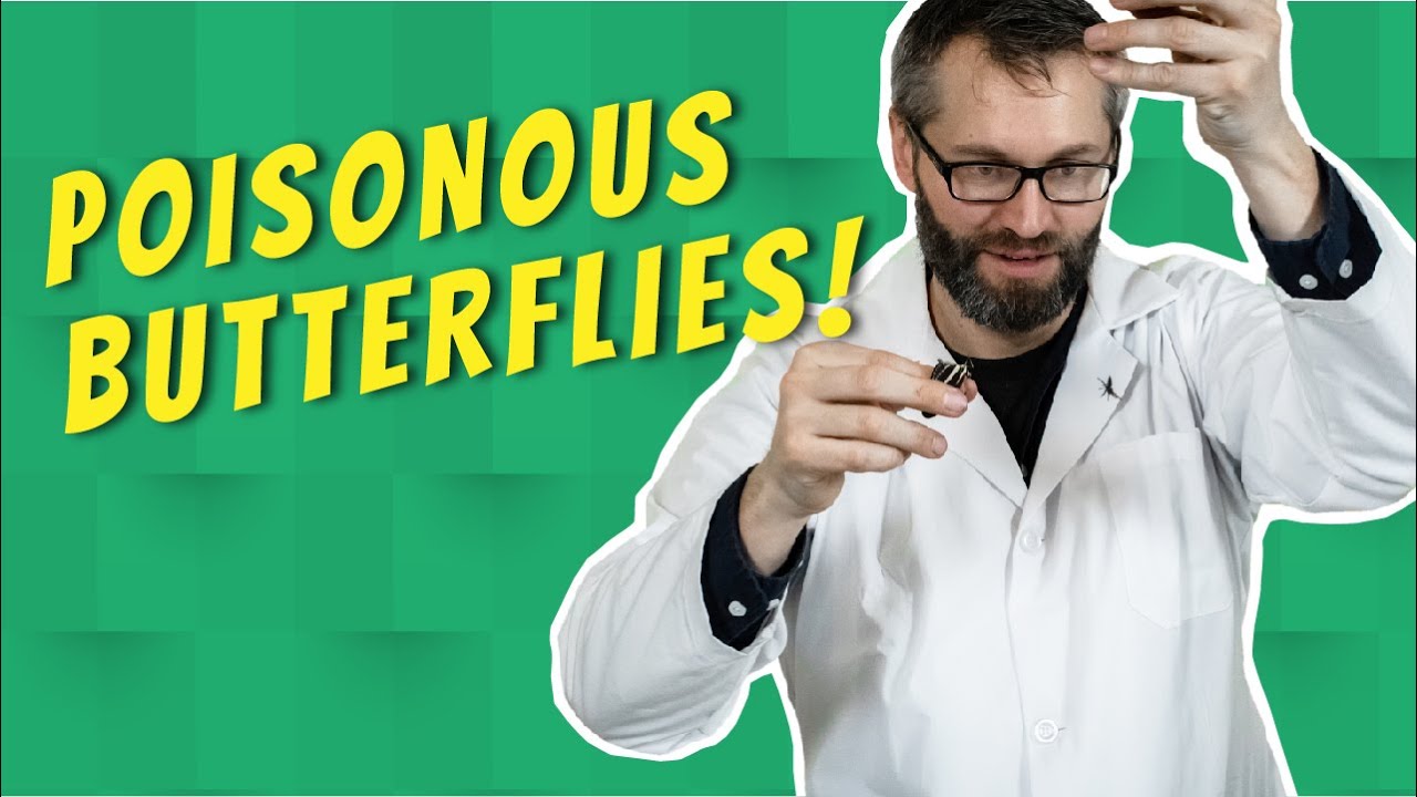 Are Butterflies Helpful Or Harmful? The 19 Correct Answer