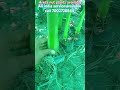 areca nut or supari plants available in your nursery contact 7002728844