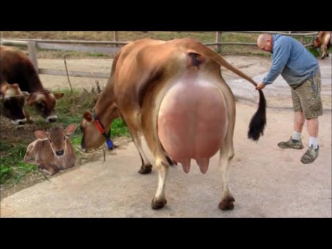 Эта Супер Корова Даёт 150 Литров Молока в День