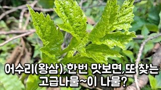 어수리(왕삼) 한번 맛보면 또찾는 고급나물
