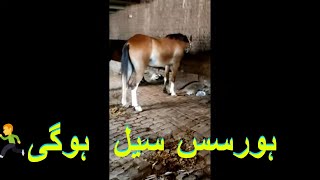 horses sale hogai prove in video by nawaz horse wala