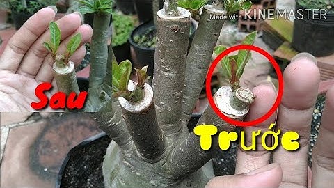 🌺Xả Tàn Ghép Chồi Mọc Không Đều Và Cách Xử Lí