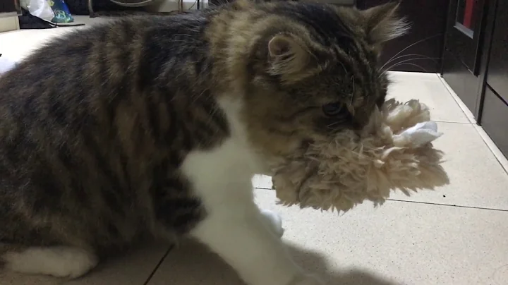 Watch the video about Mew (British Shorthair Persian male) "caught" my magic clean duster and thought it is his prey 😂