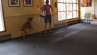 2022 06 06 Video Zooka Polite Greeting by The Light Of Dog 52 views 1 year ago 1 minute, 22 seconds