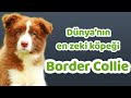 Border Collie Karakteri, Eğitilebilirlik Durumu, Yaşam Koşulları, Çocuklarla İletişimi, Bakımı