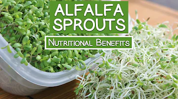 How do I know when my alfalfa sprouts are ready?