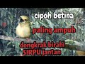 suara pancingan sirpu cipoh betina memanggil jantan paling ampuh dongkrak birahi burung sirtujantan