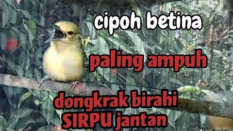 suara pancingan sirpu cipoh betina memanggil jantan paling ampuh dongkrak birahi burung sirtujantan