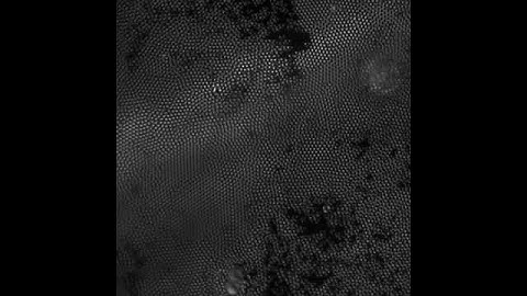 Chapter 7. Colloidal crystallisation - Movie 7.5 (25 wt% H2O:EtOH 6:4)