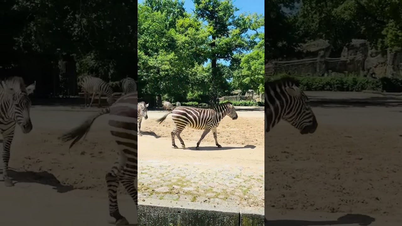 #zebra