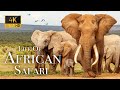 Africa Wildlife In 4K - The Life Of Animals In African Safari | Scenic Relaxation Film