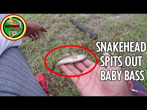 Snakehead Spits Out Baby Largemouth Bass (Florida Snakehead Fishing... 2 PBs ON THE SAME DAY!!!)