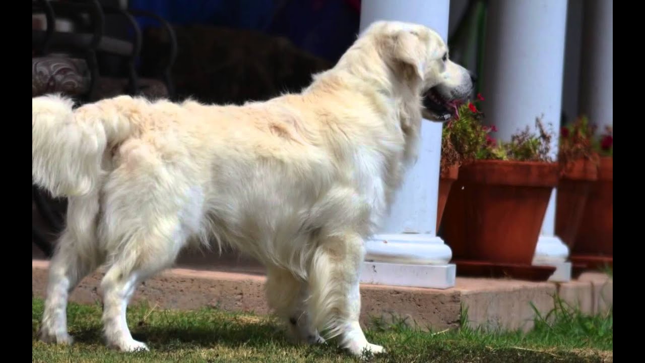 English Cream Golden Retriever Puppy Champion - YouTube