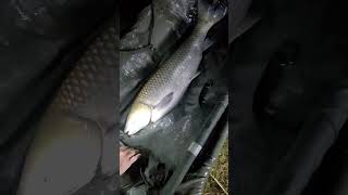 amur Grass carp