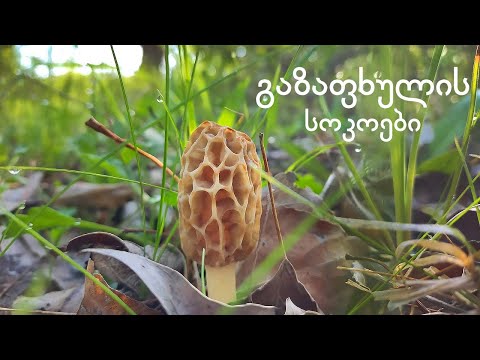 გაზაფხულის სოკოები - Spring Mushrooms