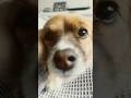 Lily sagt Hi #ytshorts #dog #love #shorts #youtubeshorts
