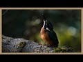 Wildlife Wanders: Ep 7 - Finding and filming Kingfishers