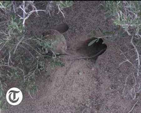 Video: Long-eared jerboa: piav qhia nrog duab