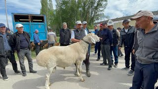 Афган кочкор Талас