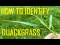 How to Identify and kill perennial Quackgrass : Crabgrass vs. Quackgrass vs. Nutsedge