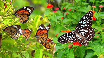 Lots of Butterfly Flying in Flowers Garden | How Butterflies Pollinate Flowers.