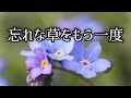 忘れな草をもう一度/中島みゆき[cover]歌詞付