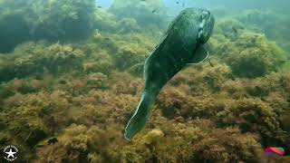Inmersión El Arco y los meros en el centro de buceo Divergente (Murcia)