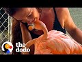Woman Raises A Baby Flamingo Who Comes Back To Snuggle | The Dodo Heroes