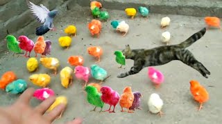 colourful chicks video | chuje ke video | chozy video