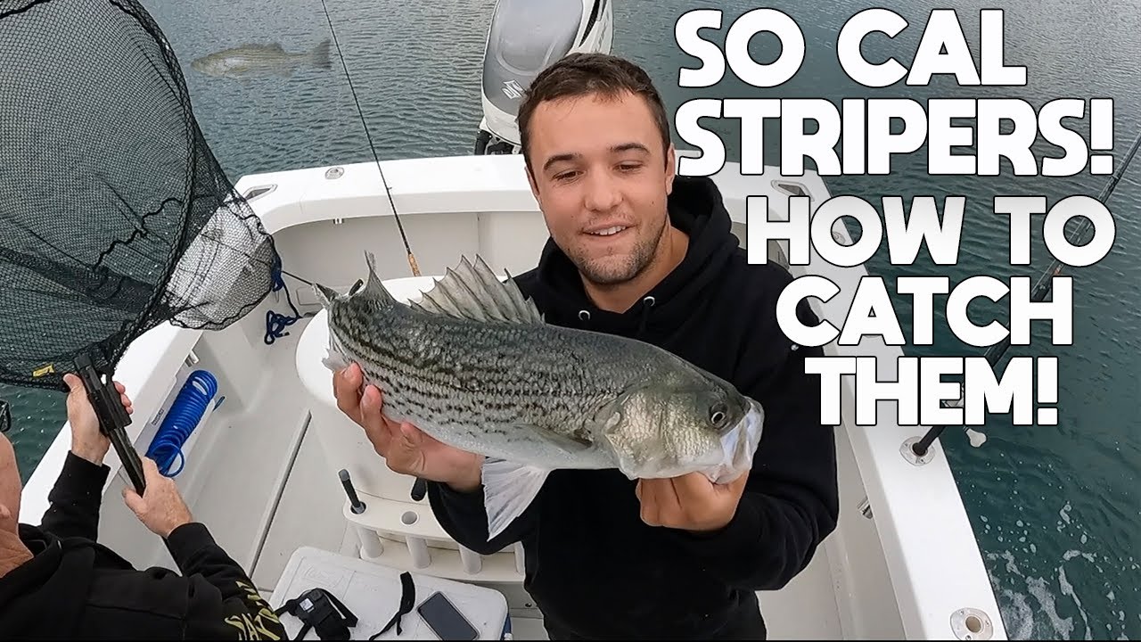 How To Catch Saltwater Striped Bass In Southern California The Tackle And  Areas To Fish. 