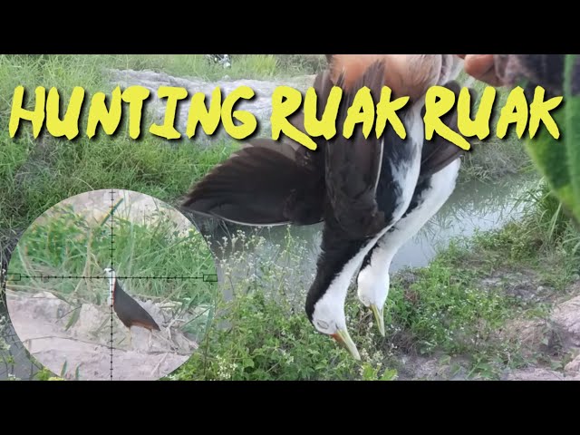 Hunting/berburu ruak ruak class=